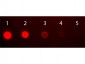 Anti-Human IgA (alpha chain)  (Fluorescein Conjugated) Secondary Antibody